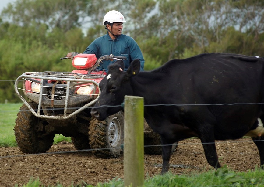 Cow about to walk in front of a dairy worker on a farm bike