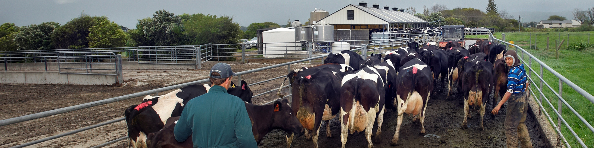 Cows being herded towards milking shed by farmers