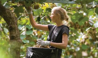 Kiwifruit picking in the Bay of Plenty