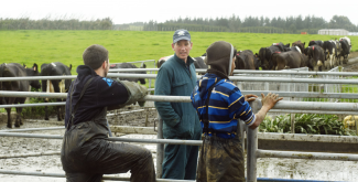  NZ Dairy farm with workers