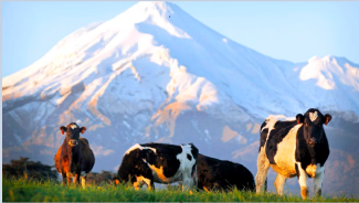 Dairy farming in Taranaki