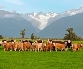 Beef and Dairy on the West Coast