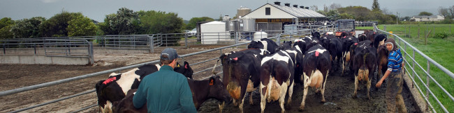 Cows being herded towards milking shed by farmers