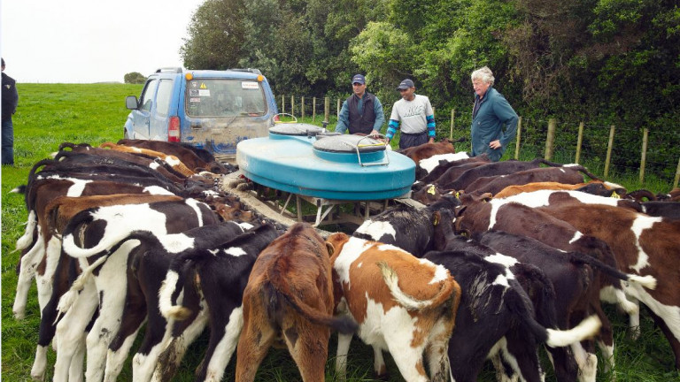 Young cows feeding from feeding machine with farmers in background