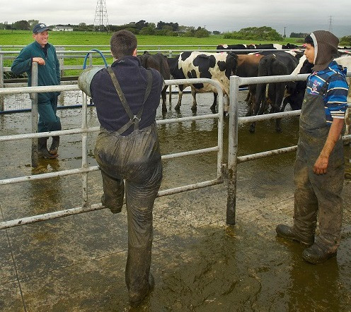 Farmers standing around cows