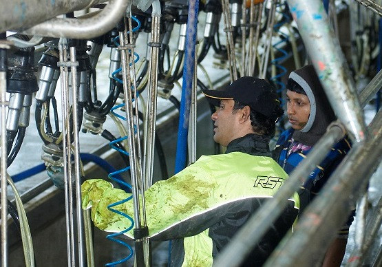 Migrant worker in milking shed