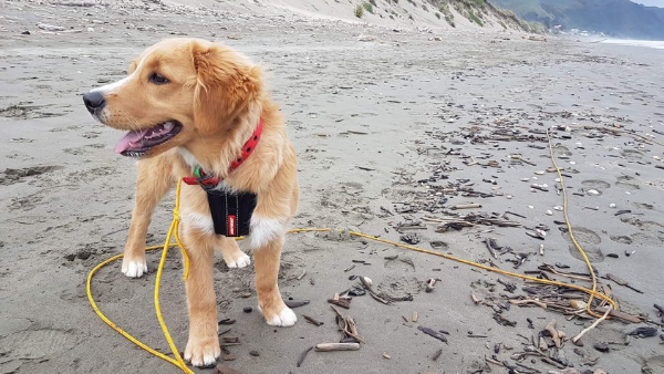 Dog on a beach