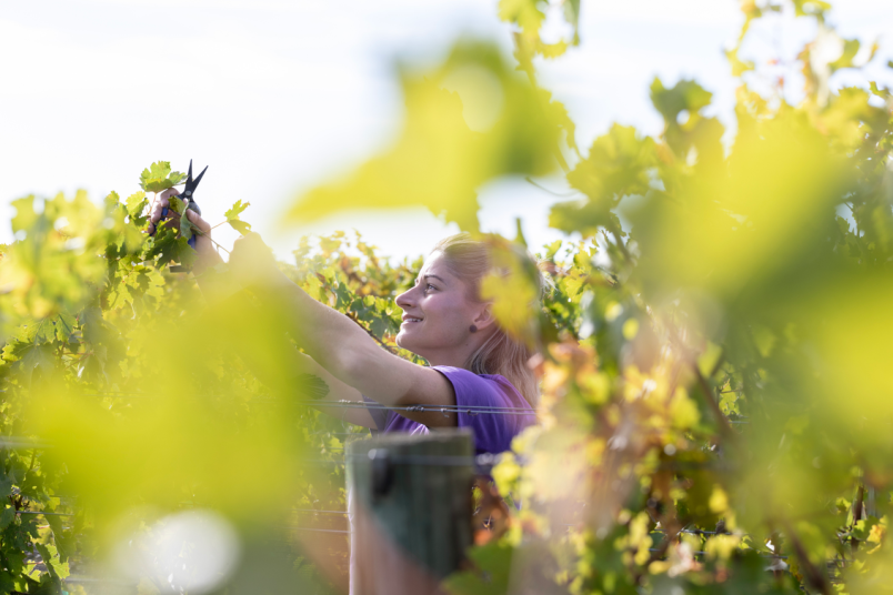 Worker picking grapes from New Zealand orchard