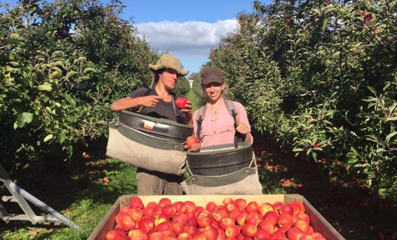 Picking apples in Hawkes Bay