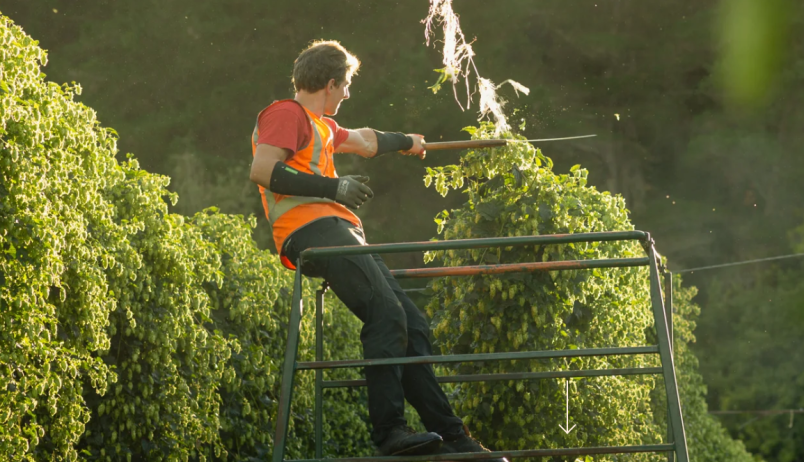 Harvesting hops in Nelson