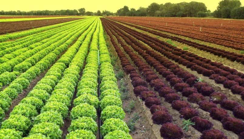 Market garden in Horowhenua