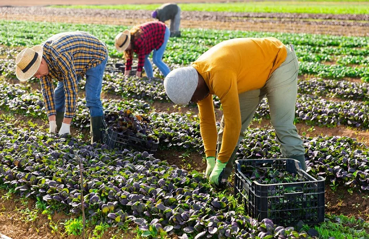 Picking Lettuce