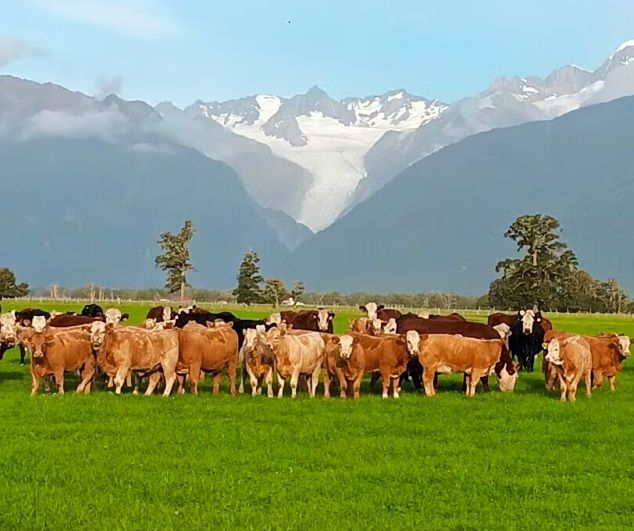 Beef and Dairy on the West Coast