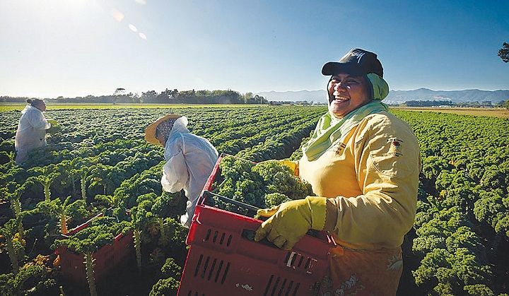 Gisborne growers at work