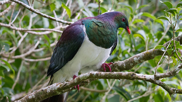 Zealandia%20Kereru.jpg