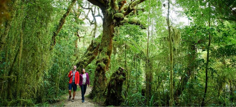 Walking in West Coast bush